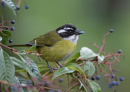 Sooty-capped Bush-Tanager (Chlorospingus pileatus) photo