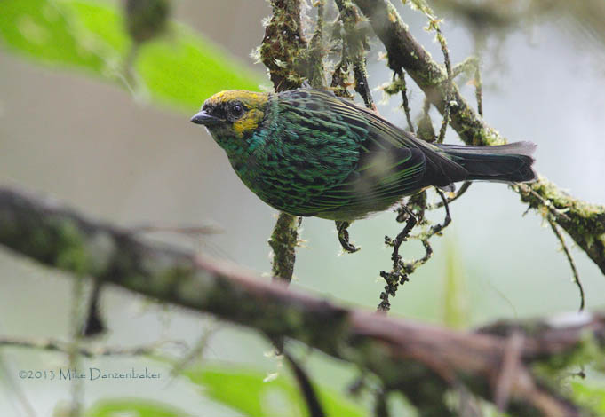 Saffron-crowned Tanager (Tangara xanthocephala) photo image
