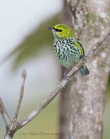 Speckled Tanager (Tangara guttata) photo image