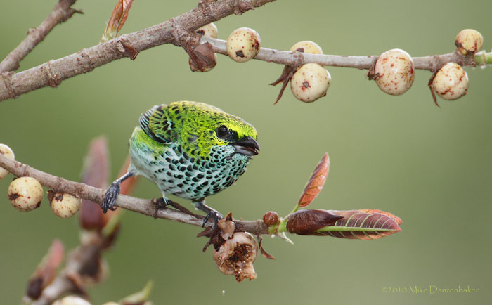 Speckled Tanager (Tangara guttata) photo image