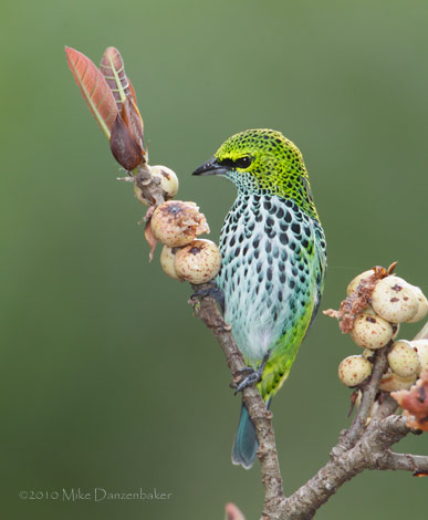 Speckled Tanager (Tangara guttata) photo image
