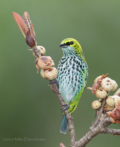 Speckled Tanager (Tangara guttata) photo image