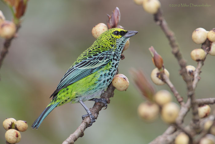 Speckled Tanager (Tangara guttata) photo image