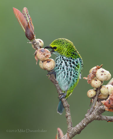 Speckled Tanager (Tangara guttata) photo image
