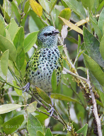 Spotted Tanager (Tangara punctata) photo image