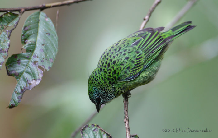 Spotted Tanager (Tangara punctata) photo image
