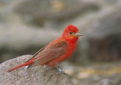 Summer Tanager (Piranga rubra) photo image