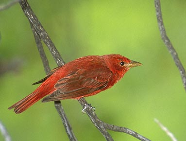 Summer Tanager (Piranga rubra) photo image