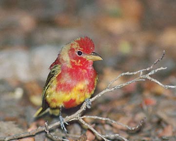 Summer Tanager (Piranga rubra) photo image