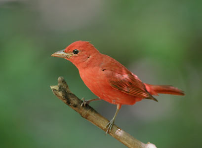 Summer Tanager (Piranga rubra) photo image