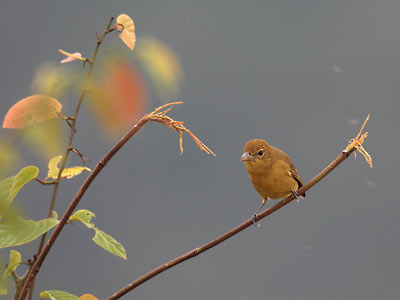 Summer Tanager (Piranga rubra) photo image