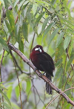 Silver-beaked Tanager (Ramphocelus carbo) photo image