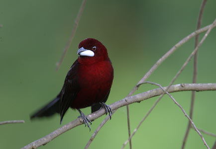 Silver-beaked Tanager (Ramphocelus carbo) photo image