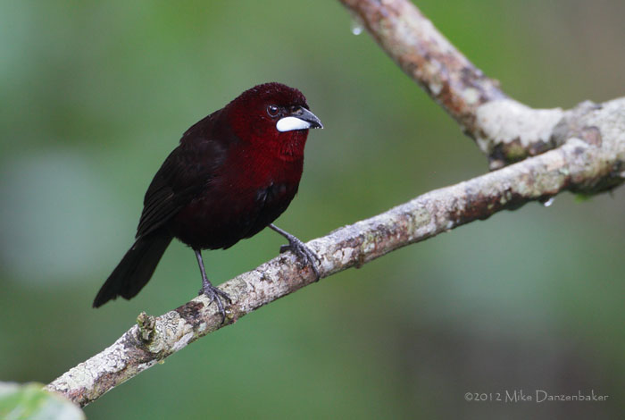 Silver-beaked Tanager (Ramphocelus carbo) photo