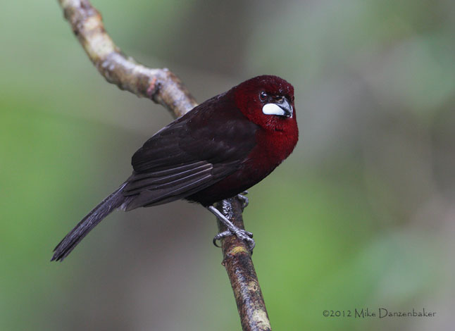 Silver-beaked Tanager (Ramphocelus carbo) photo