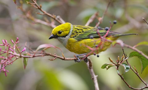 Silver-throated Tanager (Tangara icterocephala) photo image