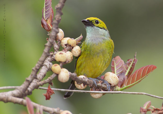 Silver-throated Tanager (Tangara icterocephala) photo image