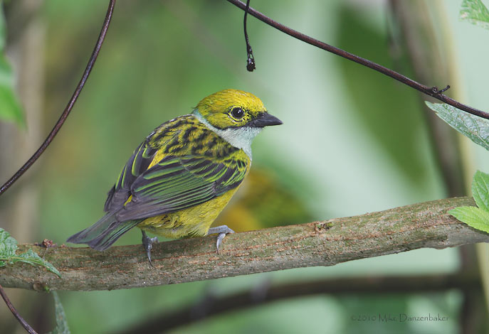 Silver-throated Tanager (Tangara icterocephala) photo image