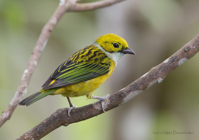 Silver-throated Tanager (Tangara icterocephala) photo image
