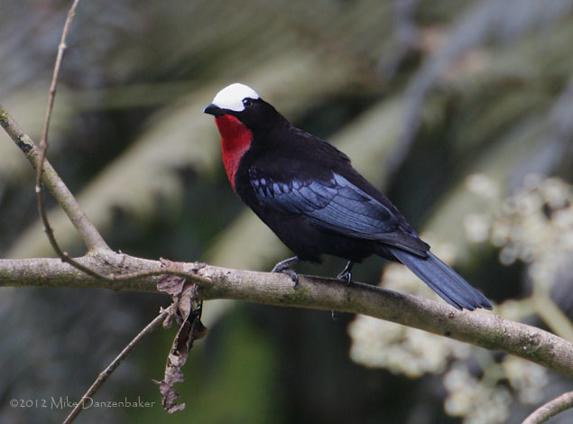 White-capped Tanager (Sericossypha albocristata) photo