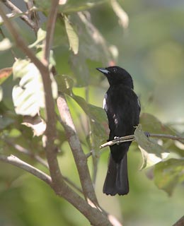 White-shouldered Tanager (Tachyphonus luctuosus) photo image