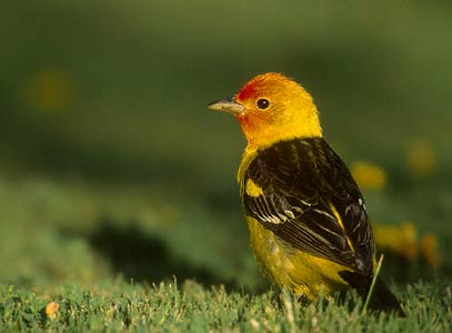 Western Tanager (Piranga ludoviciana) photo