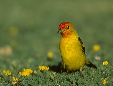 Western Tanager (Piranga ludoviciana) photo image