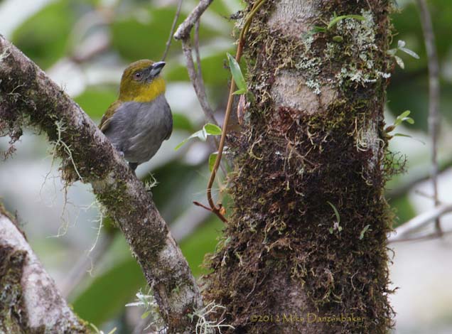 Yellow-throated Bush-Tanager (Chlorospingus flavigularis) photo