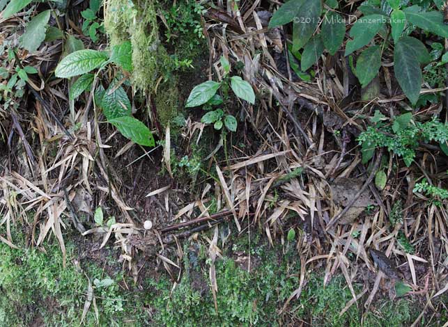 Chusquea Tapaculo (Scytalopus parkeri) photo