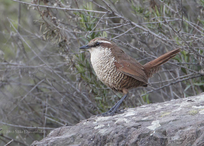 White-throated Tapaculo (Scelorchilus albicollis) photo image