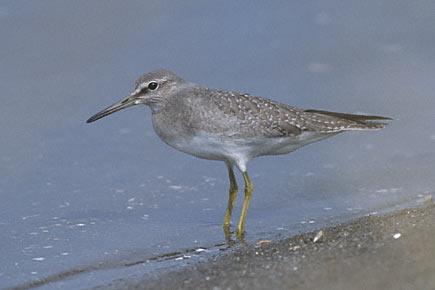 Grey-tailed Tattler (Tringa brevipes) photo image
