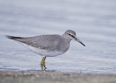 Grey-tailed Tattler (Tringa brevipes) photo image