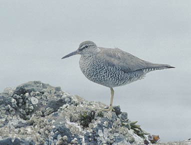 Wandering Tattler (Tringa incana) photo image