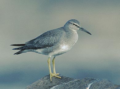 Wandering Tattler (Tringa incana) photo image