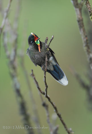 Rainbow-bearded Thornbill (Chalcostigma herrani) photo