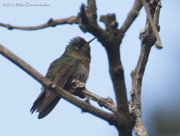 Rufous-capped Thornbill (Chalcostigma ruficeps) photo