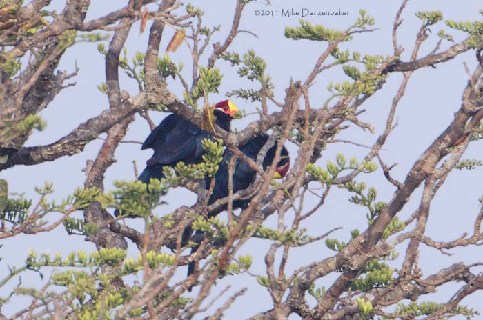 Violet Turaco (Musophaga violacea) photo