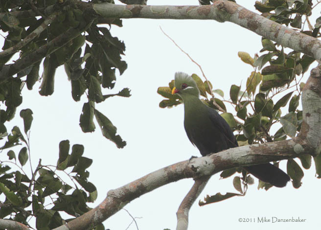 Yellow-billed Turaco (Tauraco macrorhynchus) photo