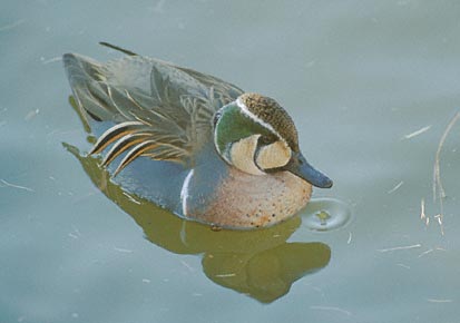 Baikal Teal (Anas formosa) photo image