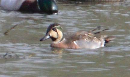 Baikal Teal (Anas formosa) photo image