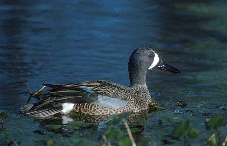 Blue-winged Teal (Anas discors) photo image