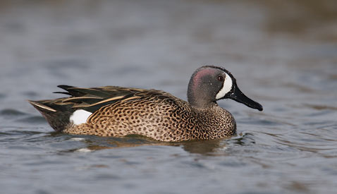 Blue-winged Teal (Anas discors) photo image