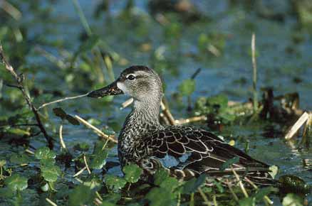 Blue-winged Teal (Anas discors) photo image