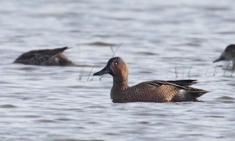 Blue-winged Teal (Anas discors) photo image