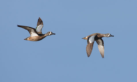 Blue-winged Teal (Anas discors) photo image