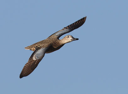 Blue-winged Teal (Anas discors) photo image