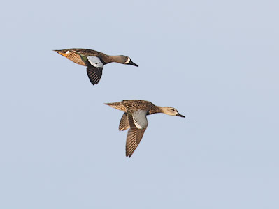 Blue-winged Teal (Anas discors) photo image
