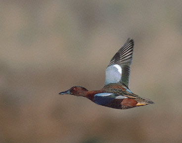 Cinnamon Teal (Anas cyanoptera) photo image