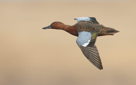 Cinnamon Teal (Anas cyanoptera) photo image