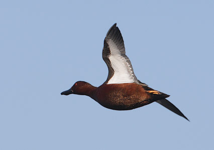 Cinnamon Teal (Anas cyanoptera) photo image